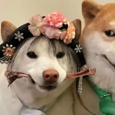 情侣头像狗高清一左一右的狗子头像情侣可爱图片情侣头像头像屋