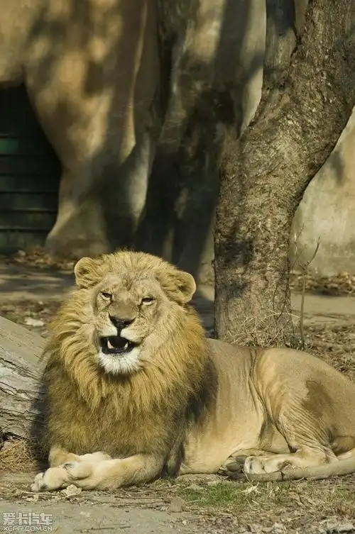 > 红山森林动物园随拍之狮虎威武!