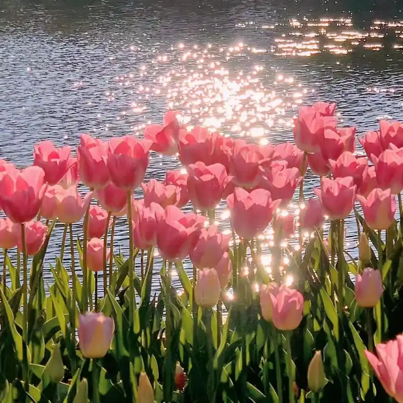 ins鲜花背景图封面