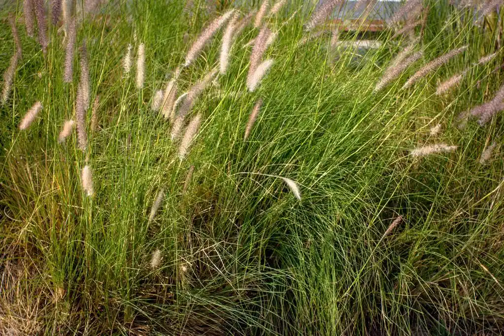 狐尾草在夏天的阳光下
