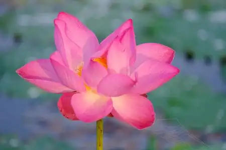 紧密聚焦的美丽的粉红色莲花 ais 盛开.