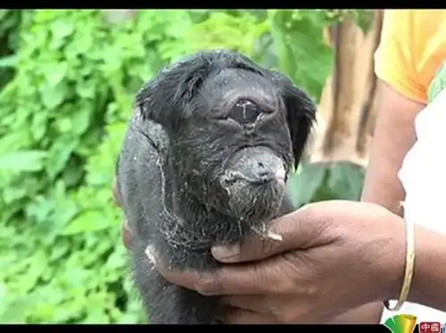 印度独眼山羊撞脸外星人 肯尼亚恐怖人脸山羊