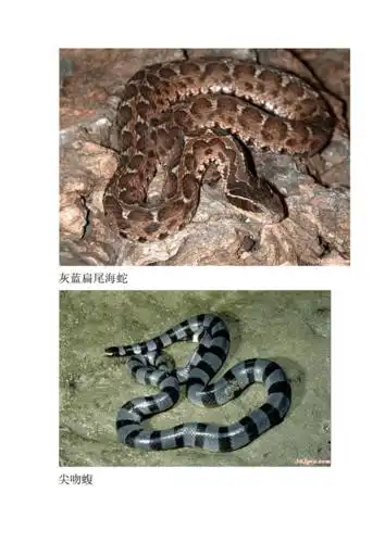 名蛇大全(有图有真相).docx 41页