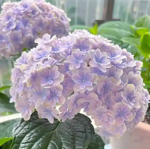 公认华丽大气的10种花盘点