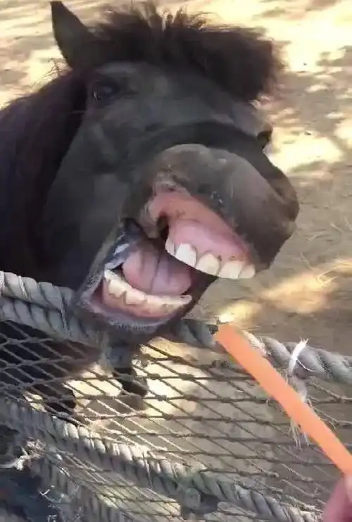 动物界的奇葩不比人少爆笑事件一幕一幕