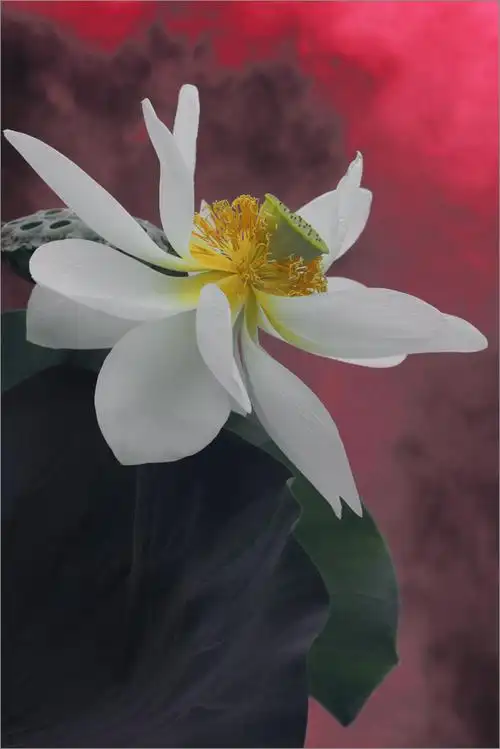 100张外国人眼中的荷花高清大图可做方案 恍若仙境禅意幽然