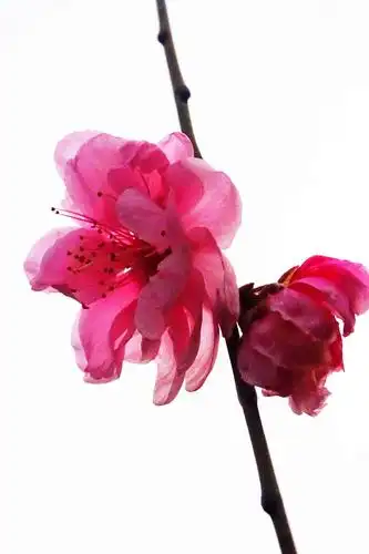 一树桃花,三种颜色,粉,红,白.这棵树可以有,就在郑州人民公园