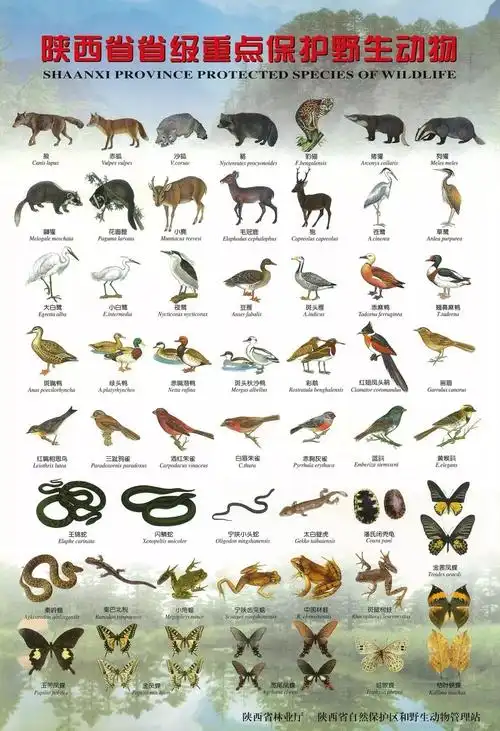 陕西省省级重点保护野生动物