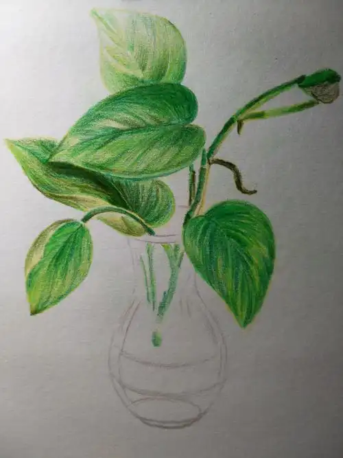 【每日一绘★106】绿萝(彩色铅笔)