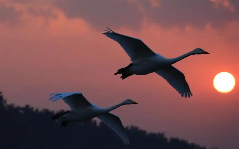 白色天鹅飞行,日落,天空 4k
