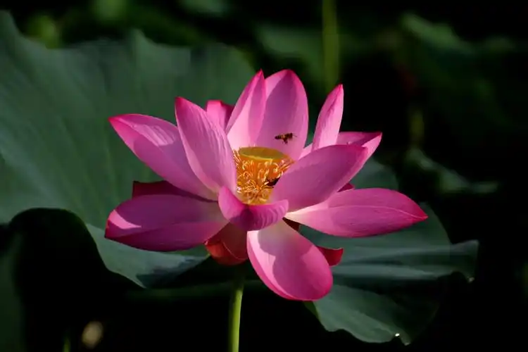 点赞数:221点击数:10166评论数:42签名:我爱大自然的山山水水和花鸟