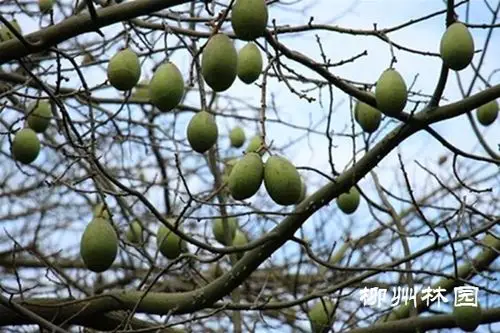 柳侯公园美人树的果能吃吗