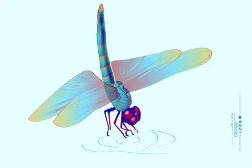 蜻蜓点水插画设计
