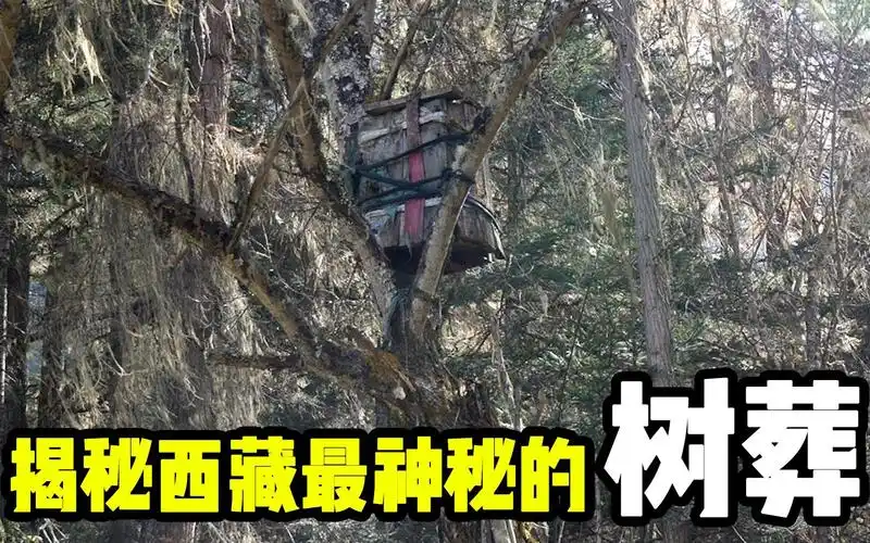 自驾波密卓龙沟揭秘西藏最神秘的树葬习俗胆小慎入