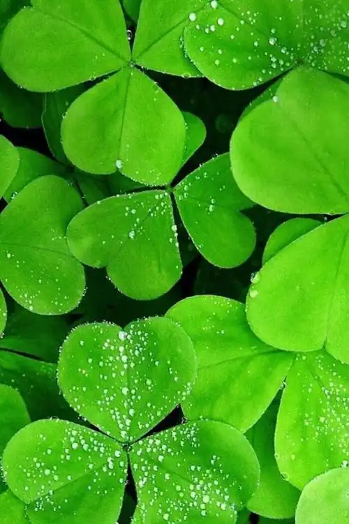 3d护眼壁纸聊天背景