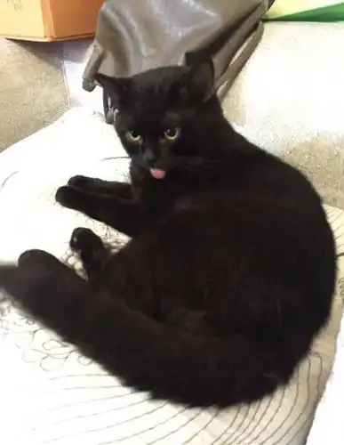 纯黑英短找新家 坐标广州