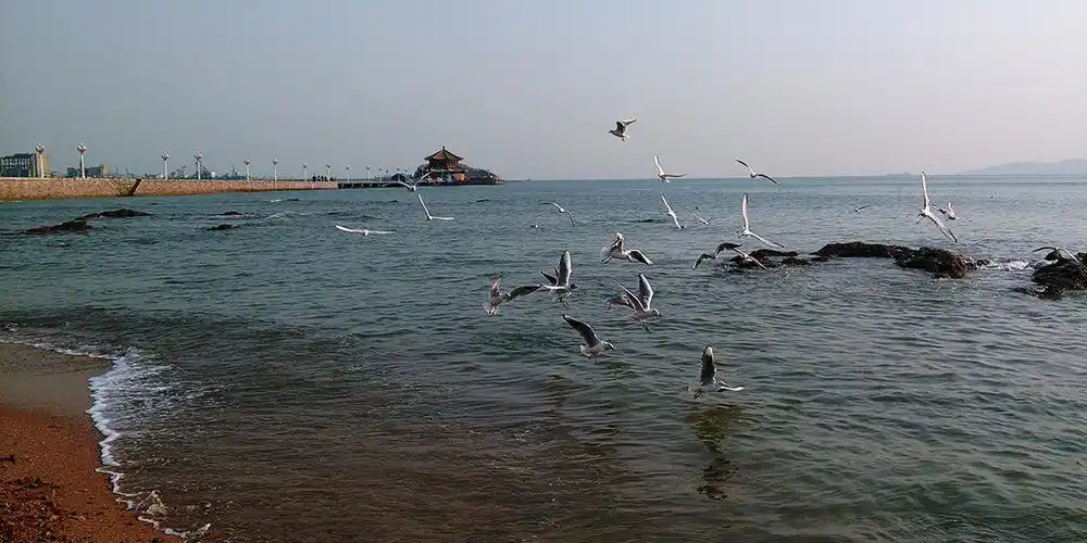 手机青岛海边随拍几片