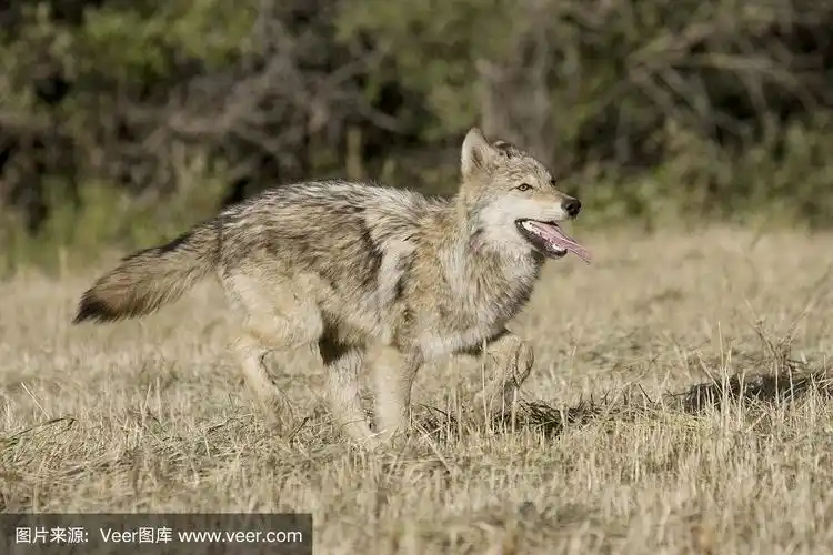 年轻的狼在奔跑