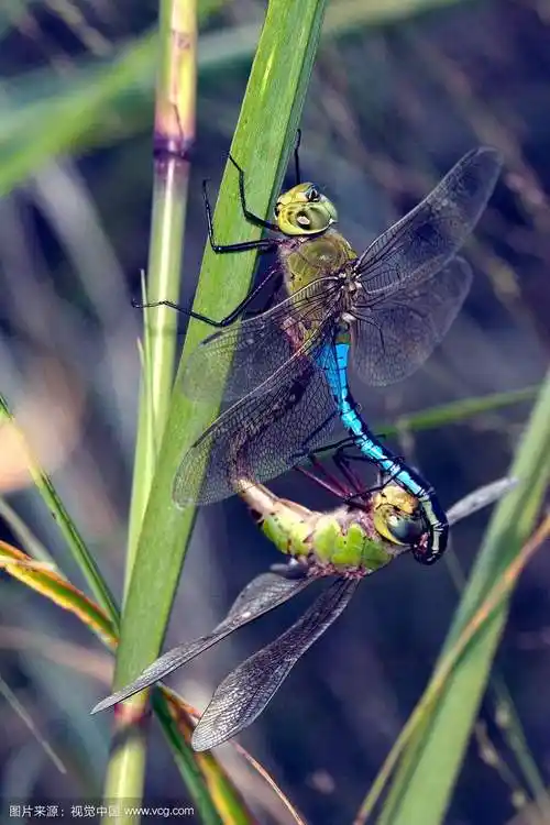 世界上最大的蜻蜓没有谁看到不害怕的 有蛇蜻蜓的地方水能直接喝