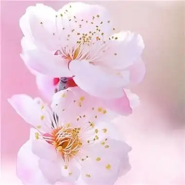 2023年最流行花朵头像(精选24张)