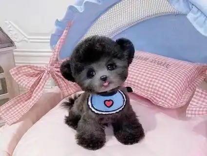 人见人爱小体娃娃脸泰迪3月8日出生血统级2公2母