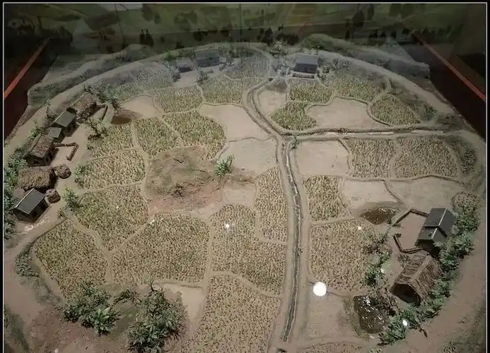 由于冈身以西,原来是经过葑淤成陆的沼泽地区,变成了水田,又有利于