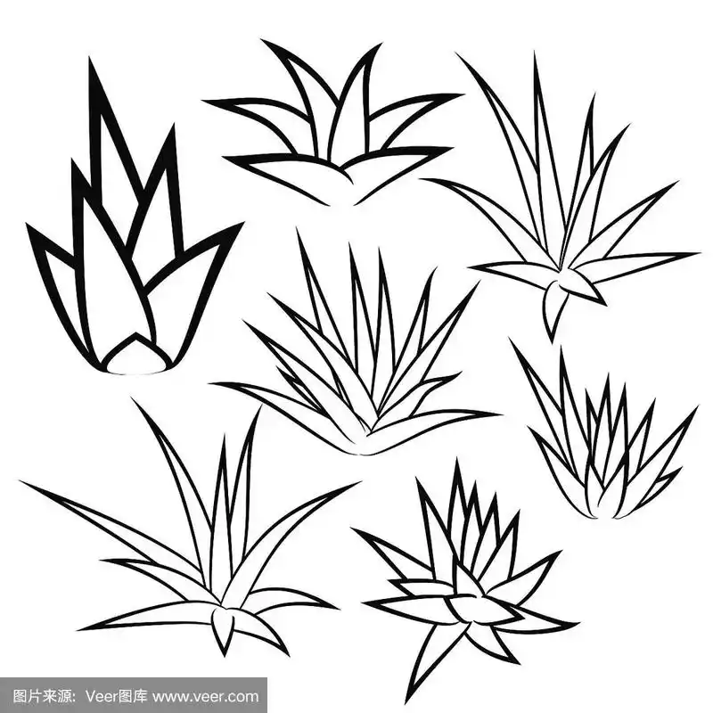 一套肉质植物,灌木,花孤立在白色背景上.矢量插图.