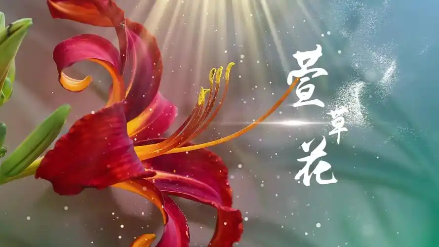 歌曲萱草花视频背景-livekong来悟空