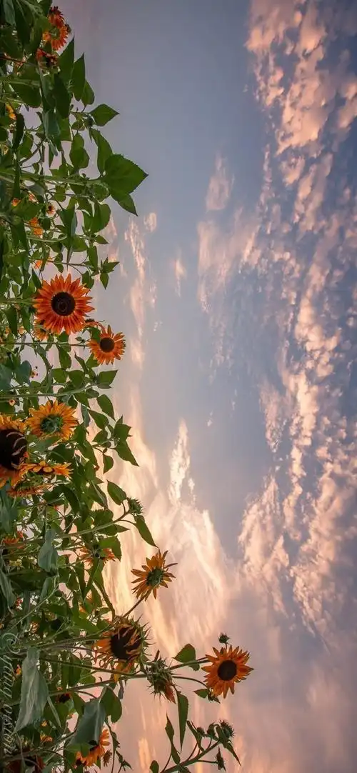 唯美风景向日葵图片