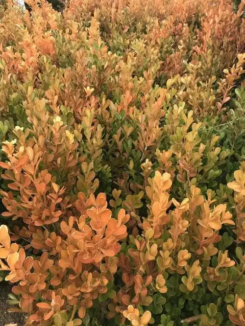 常绿灌木,10种天天见的观叶植物你可能叫不上来名字(北京常绿灌木)_犇