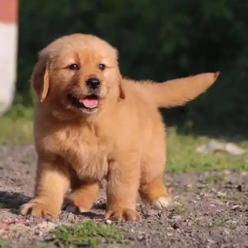 金毛犬活体纯种金毛枫叶红金毛沙滩金金毛巡回犬狗狗活体金毛幼犬