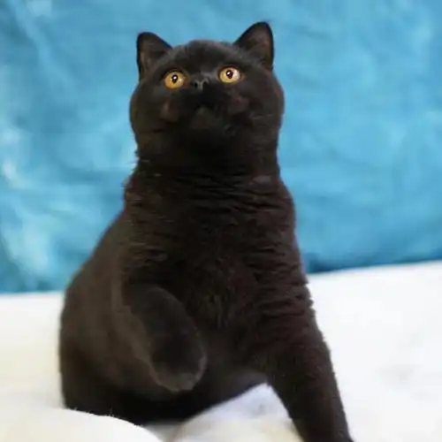 黑色英国短毛猫