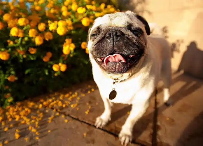 哈巴狗是什么品种(哈巴狗是土狗还是宠物狗) — 妞妞经验网