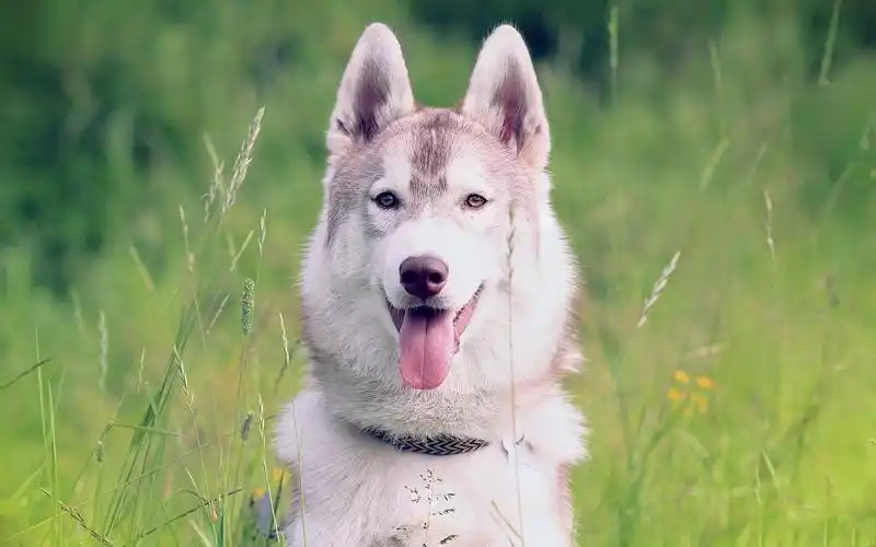 可爱呆萌的哈士奇壁纸_俊美善良的狗狗