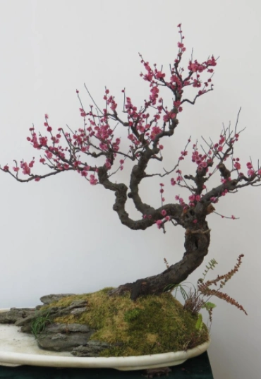 梅花盆景的造型种类及制作过程