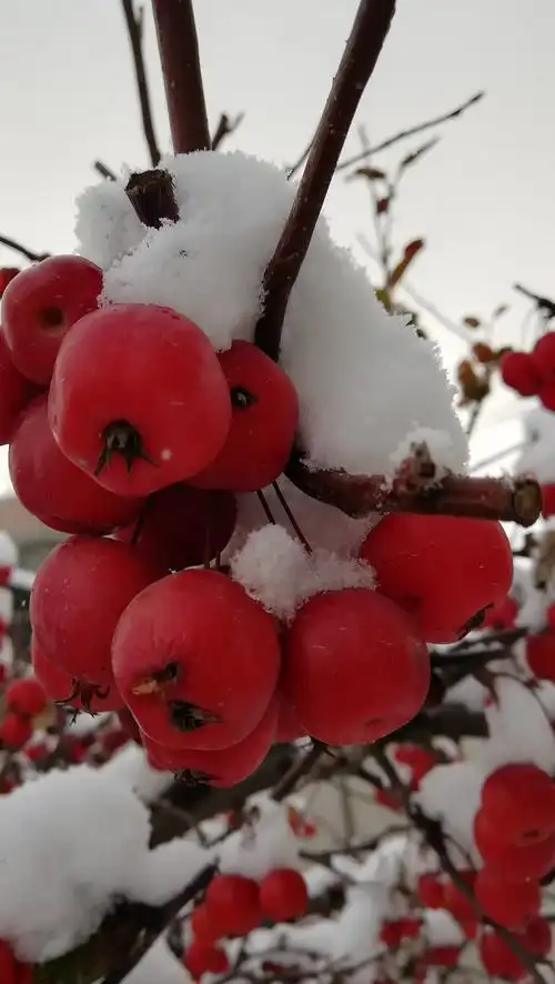 长寿果海棠——冬日里的红红火火!