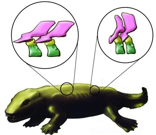 最古老陆生四足动物骨架的3d重构或颠覆现有理论