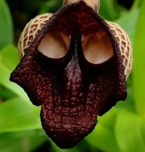 收集了一些看着"吓人"的花,世界之大无奇不有!