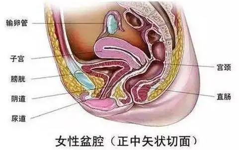 子宫长在哪里可能很多人都知道,但是很少有人知道子宫有多大,到底长啥