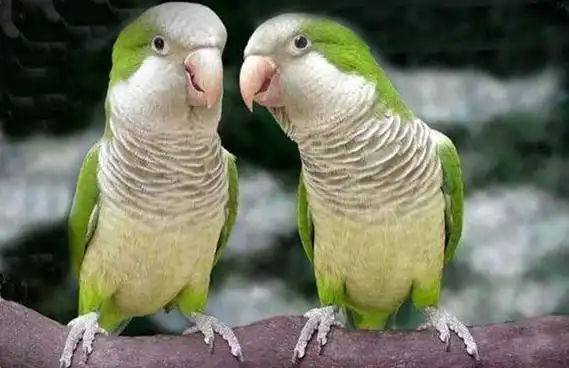 最会说话的鸟排行榜 说话能力最强的鸟有哪些