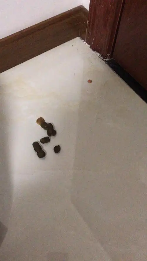 第一次养猫,这个猫屎正常吗?