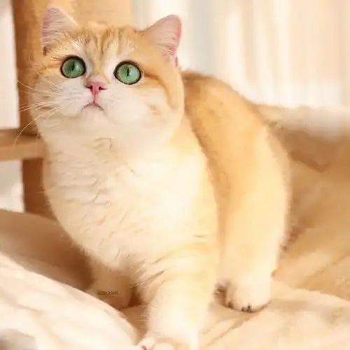 英短英国短毛猫金渐层幼猫