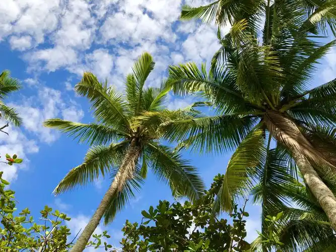 椰子树