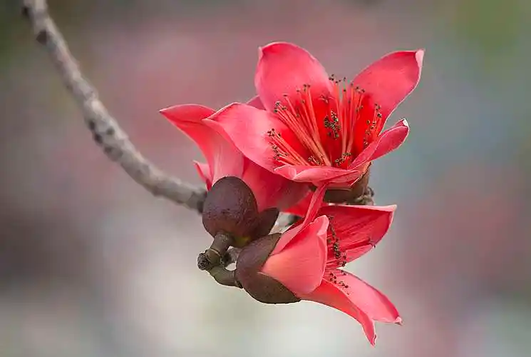 其它 木棉树开英雄花 写美篇  木棉花树高大挺拔,约有7～8层楼高.