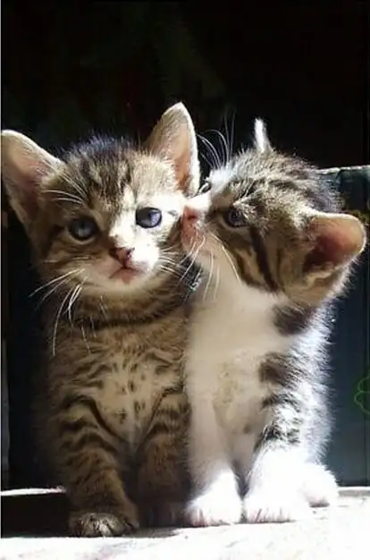 猫咪情侣照萌化了