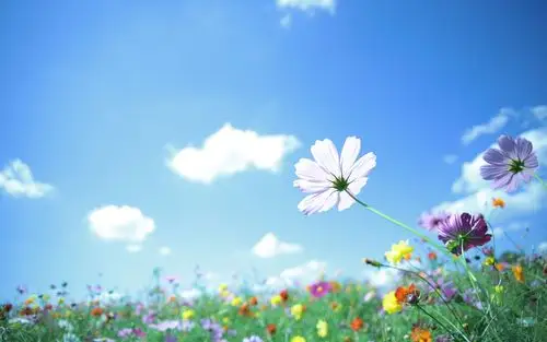 花朵,花海,盛开,天空,唯美,清新,蓝天,清凉,aqua,ism,风景花朵壁纸