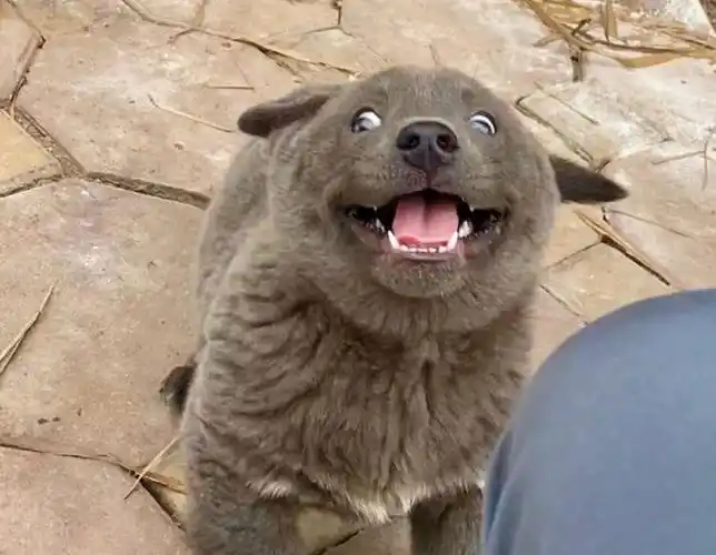 靠表情包走红的小狗,一年后"长残"了,结果像个猥琐大叔_影视聚合站