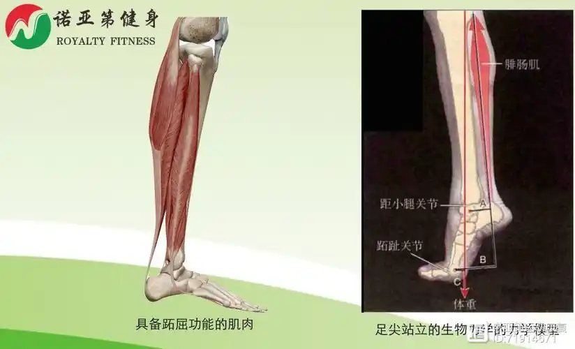 肌肉奇葩说之生物力学看踮脚