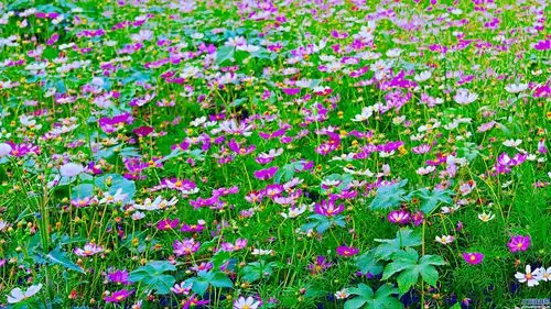 草原上的格桑花