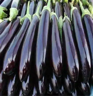 茄子黑茄子产地直发种植基地现摘现发